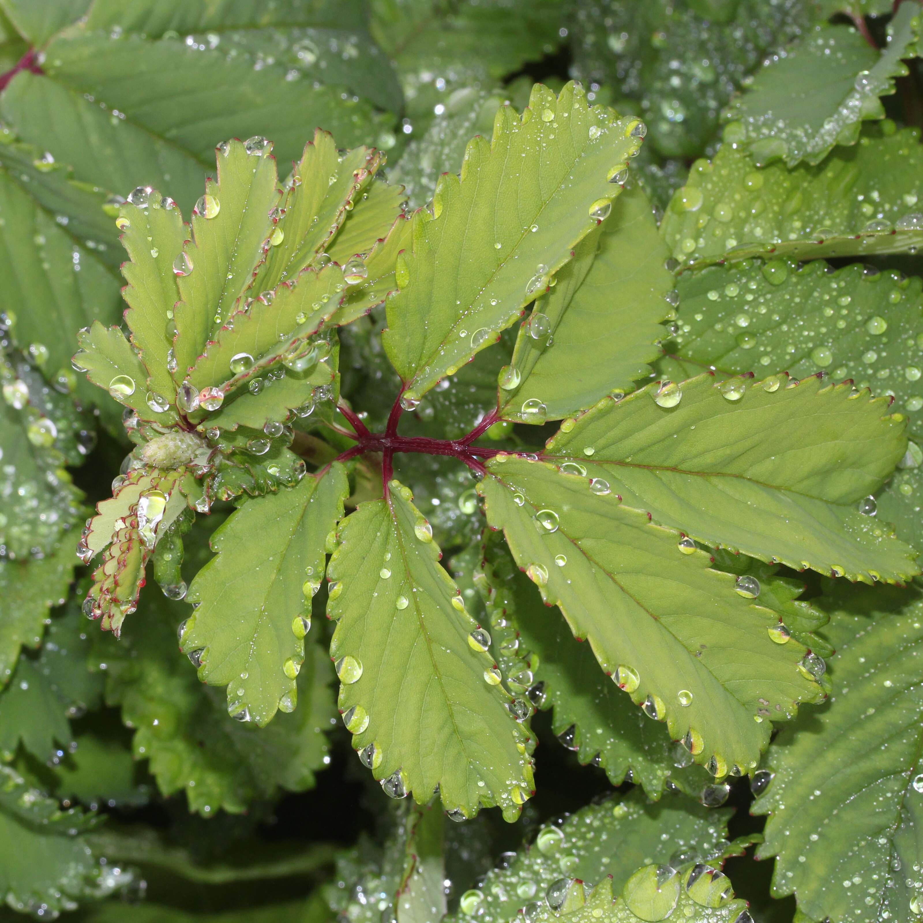 Слика од Sanguisorba hakusanensis Makino