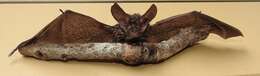 Image of Gould's Long-eared Bat