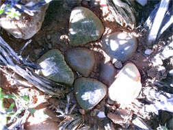 صورة Haworthia springbokvlakensis C. L. Scott