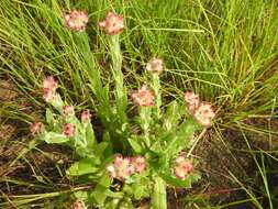 Sivun Helichrysum appendiculatum (L. fil.) Less. kuva