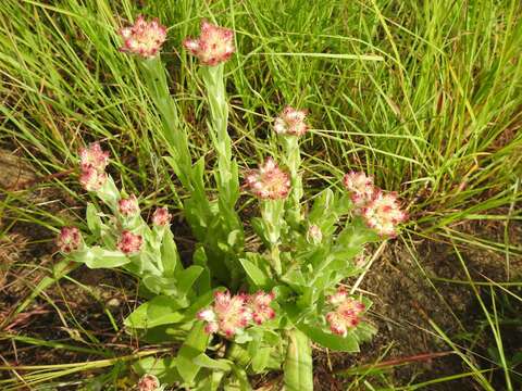 Image of Sheep'S-Ears