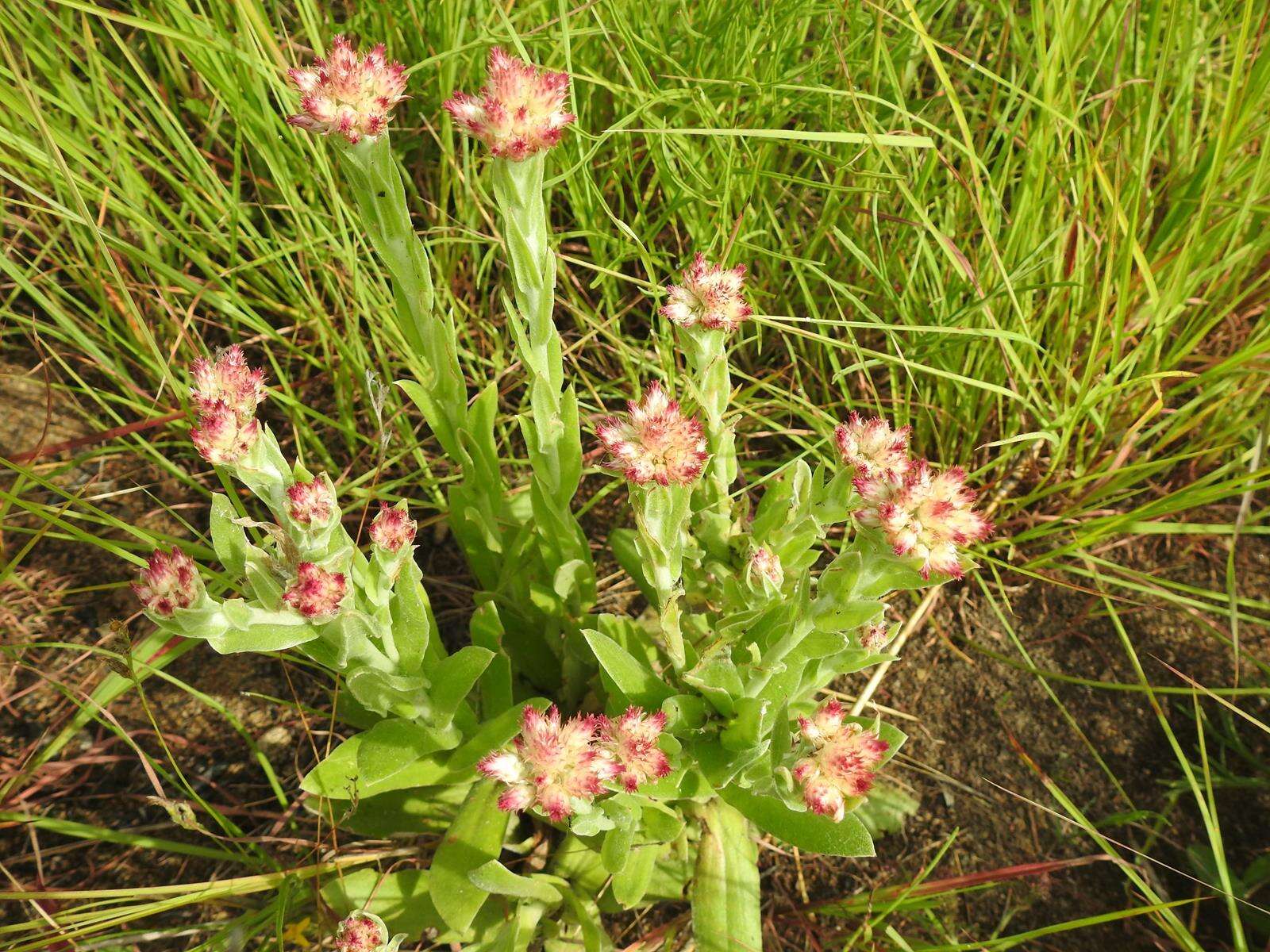 Sivun Helichrysum appendiculatum (L. fil.) Less. kuva