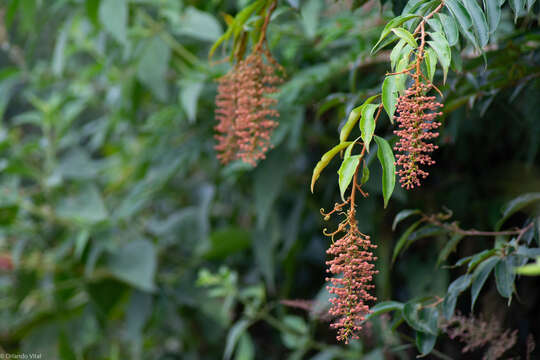 Image of Mabea fistulifera Mart.