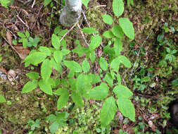 Image de Lonicera canadensis Bartr. ex Marsh.