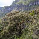 Dracophyllum fitzgeraldii F. Muell.的圖片