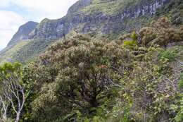 Dracophyllum fitzgeraldii F. Muell.的圖片