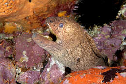 Image of Griffin&#39;s moray