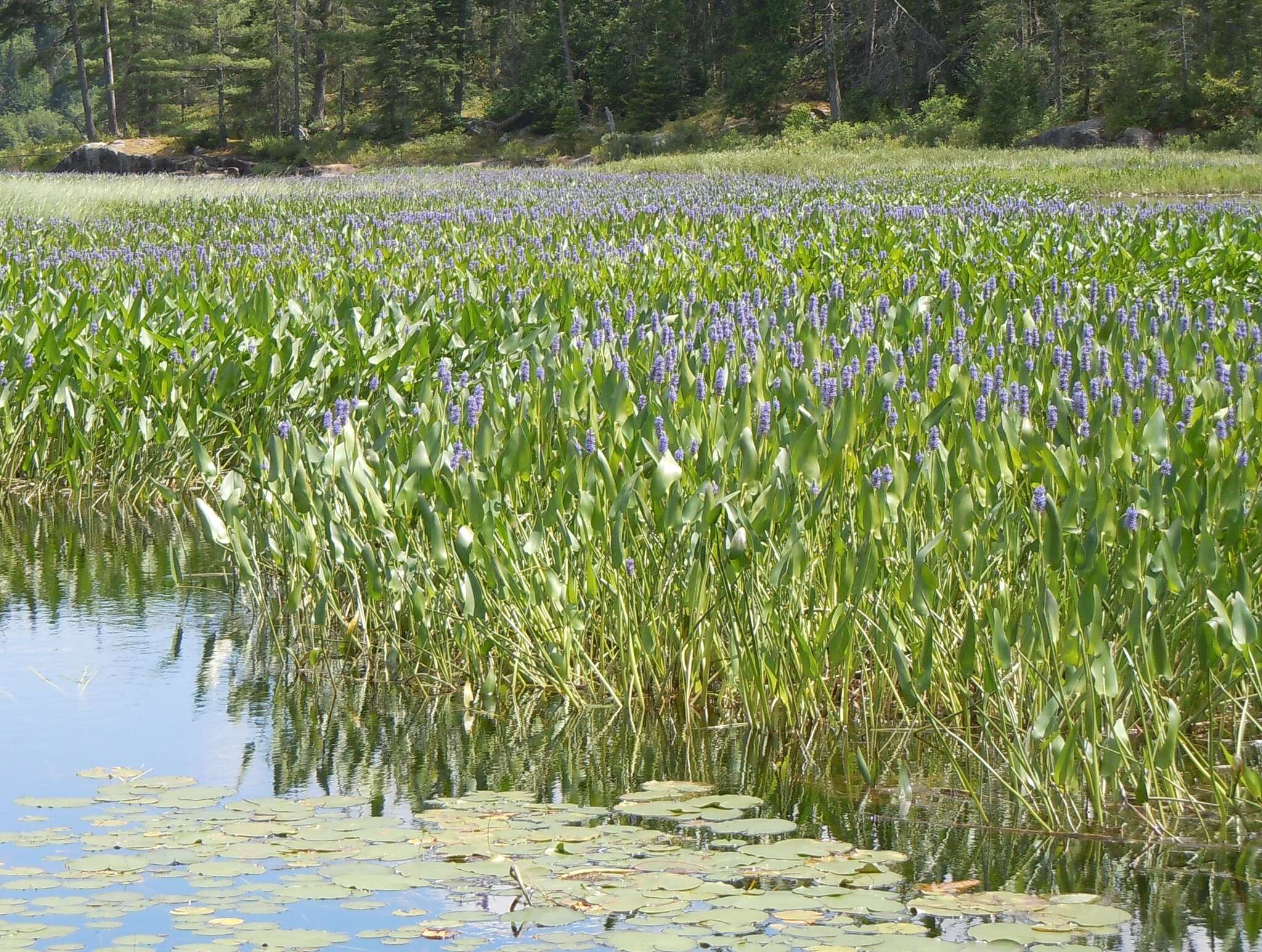 Image of pickerelweed