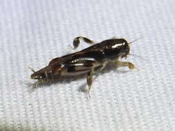 Image of Larger Pygmy Mole Grasshopper