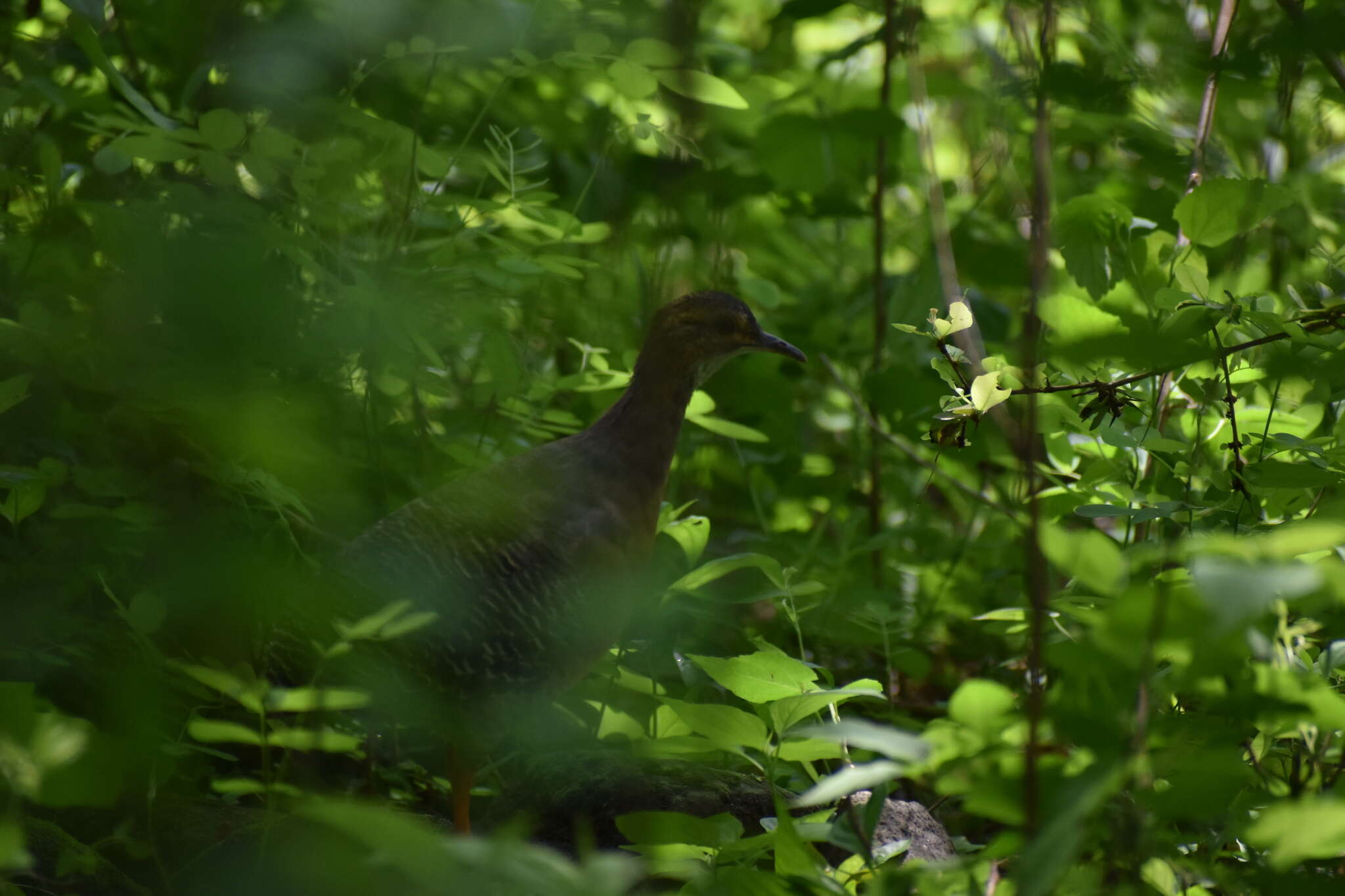 Image of Eastern Thicket Tinamou