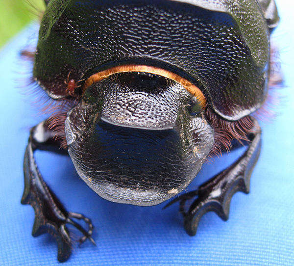 Image of Heliocopris hamadryas (Fabricius 1775)