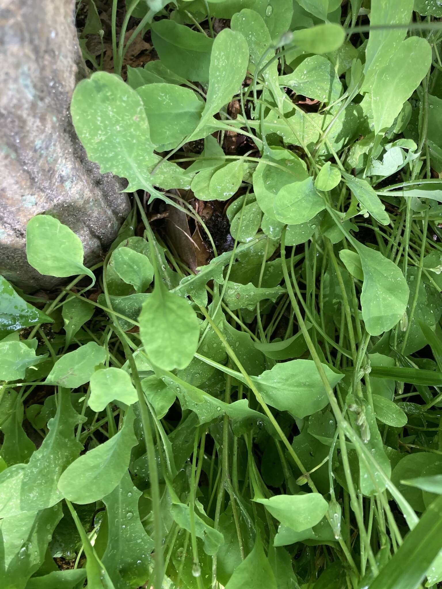 Sivun Ixeris japonica (Burm. fil.) Nakai kuva