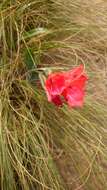 Image de Gladiolus flanaganii Baker