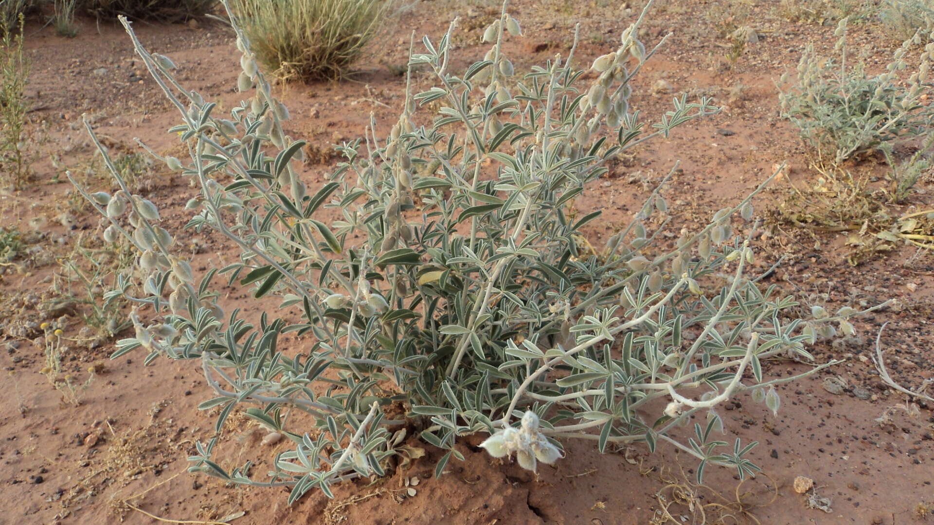 Image de Crotalaria saharae Coss.