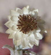 Image de Helichrysum altigenum Schltr. & Moeser