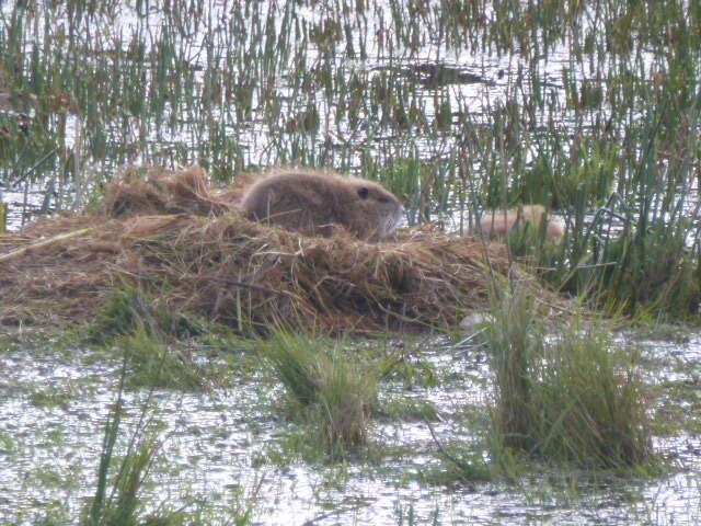 Image of River Rats