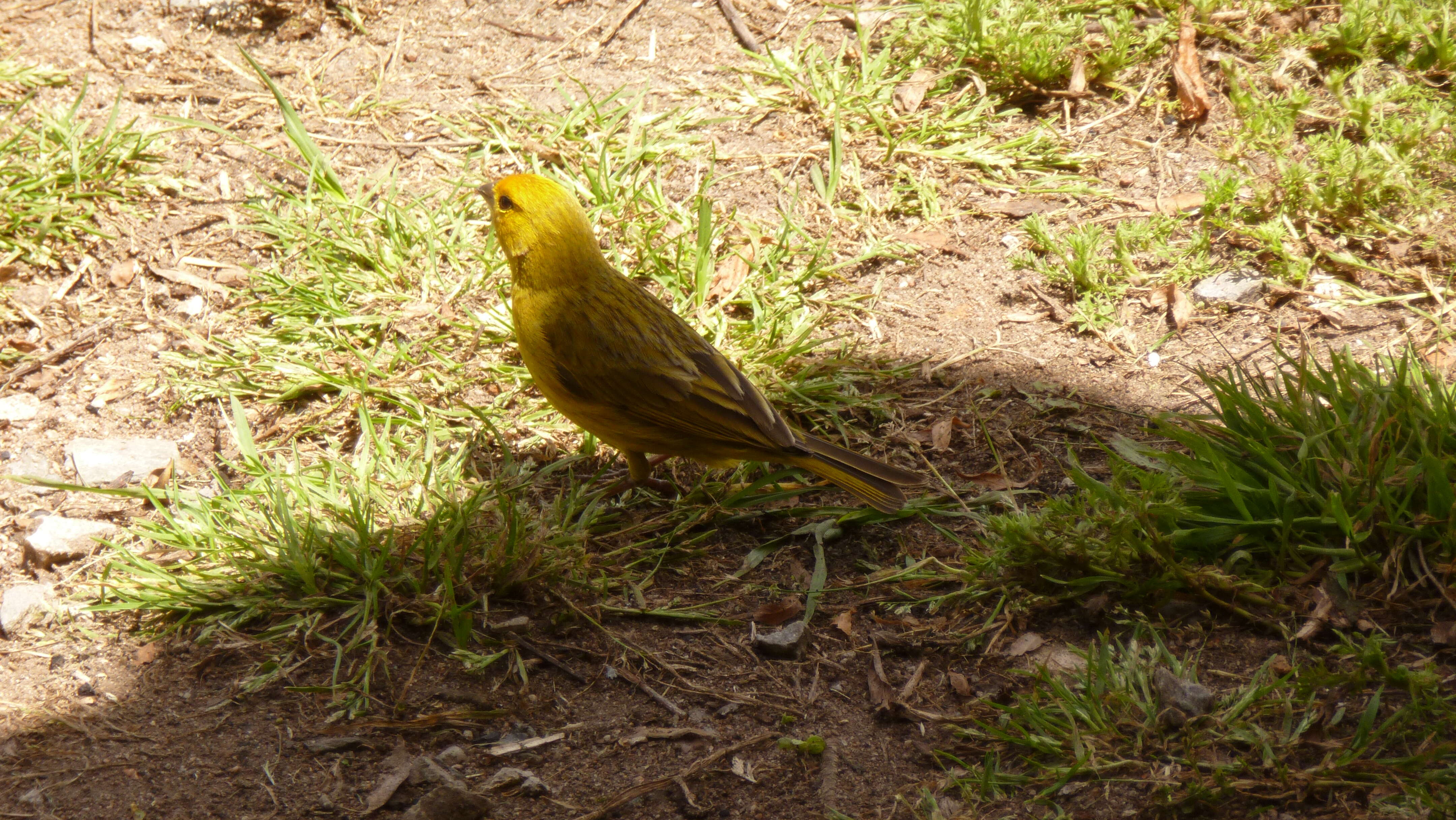 Image of Saffron Finch