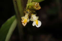 Image of Hylaeanthe unilateralis (Poepp. & Endl.) A. M. E. Jonker & Jonker