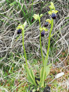 Image of Ophrys fusca subsp. iricolor (Desf.) K. Richt.