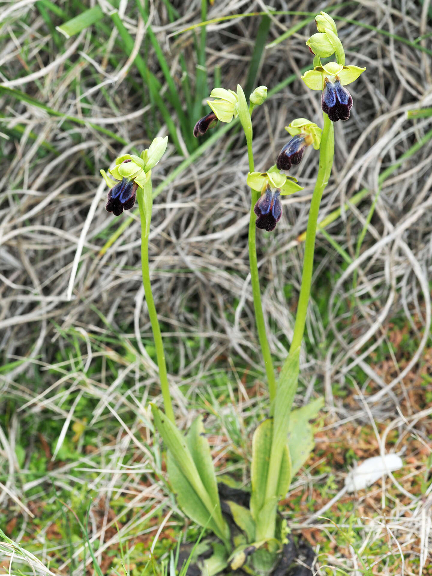 Ophrys fusca subsp. iricolor (Desf.) K. Richt.的圖片