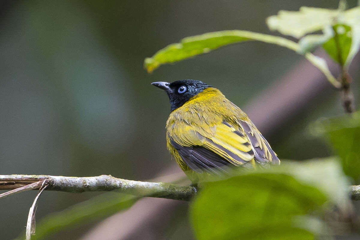 Image of Black-headed Bulbul