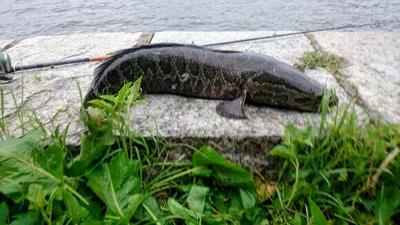 Image of Northern snakehead