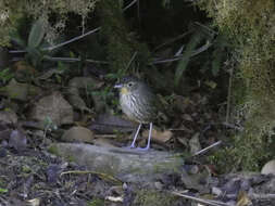 Image of Santa Marta Antpitta