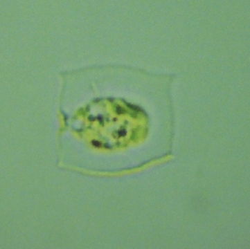 Image of Pteromonas