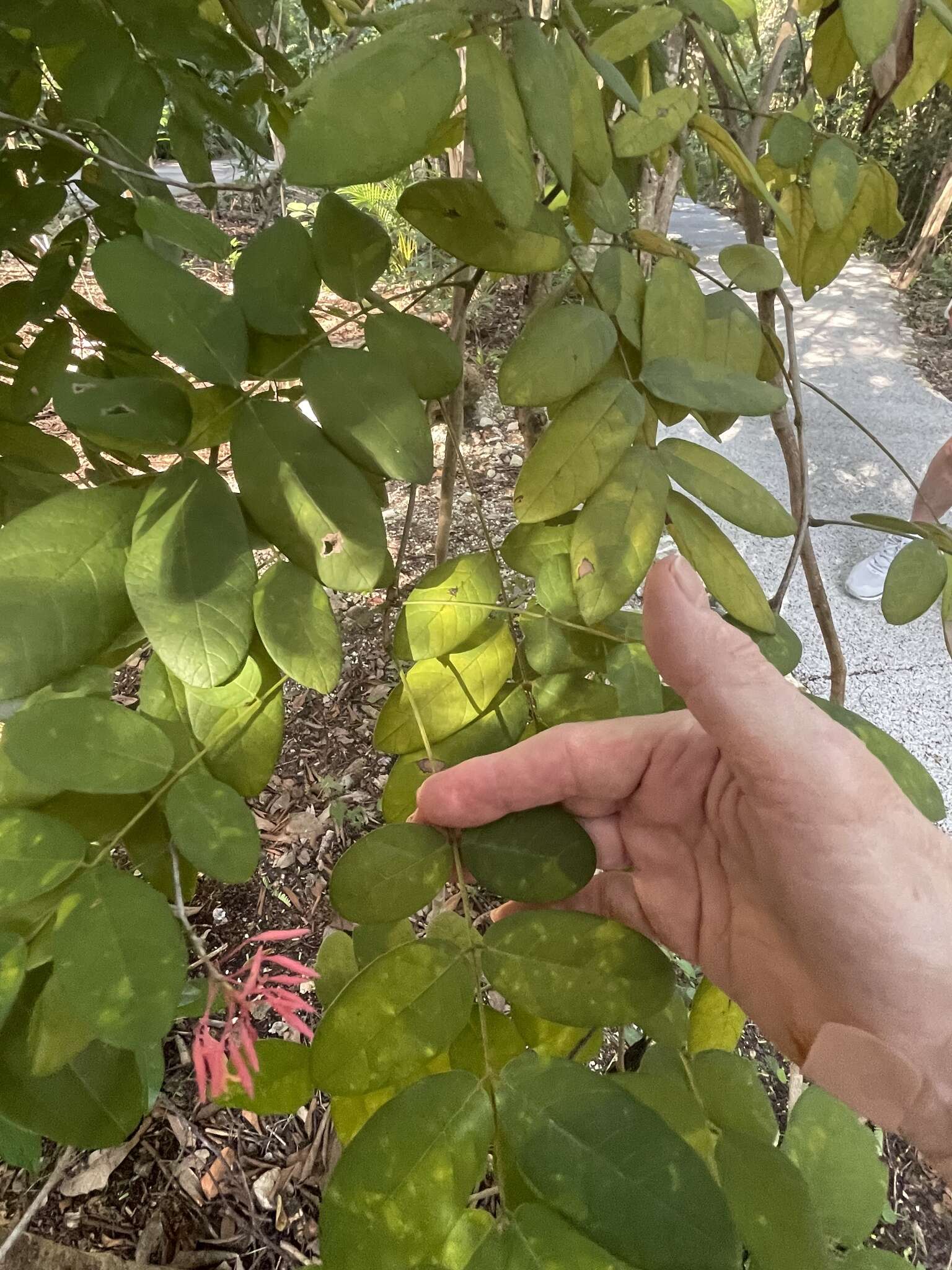 Image of Bauhinia jenningsii P. Wilson