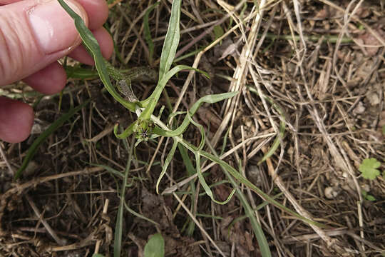 Image of Podospermum canum C. A. Mey.