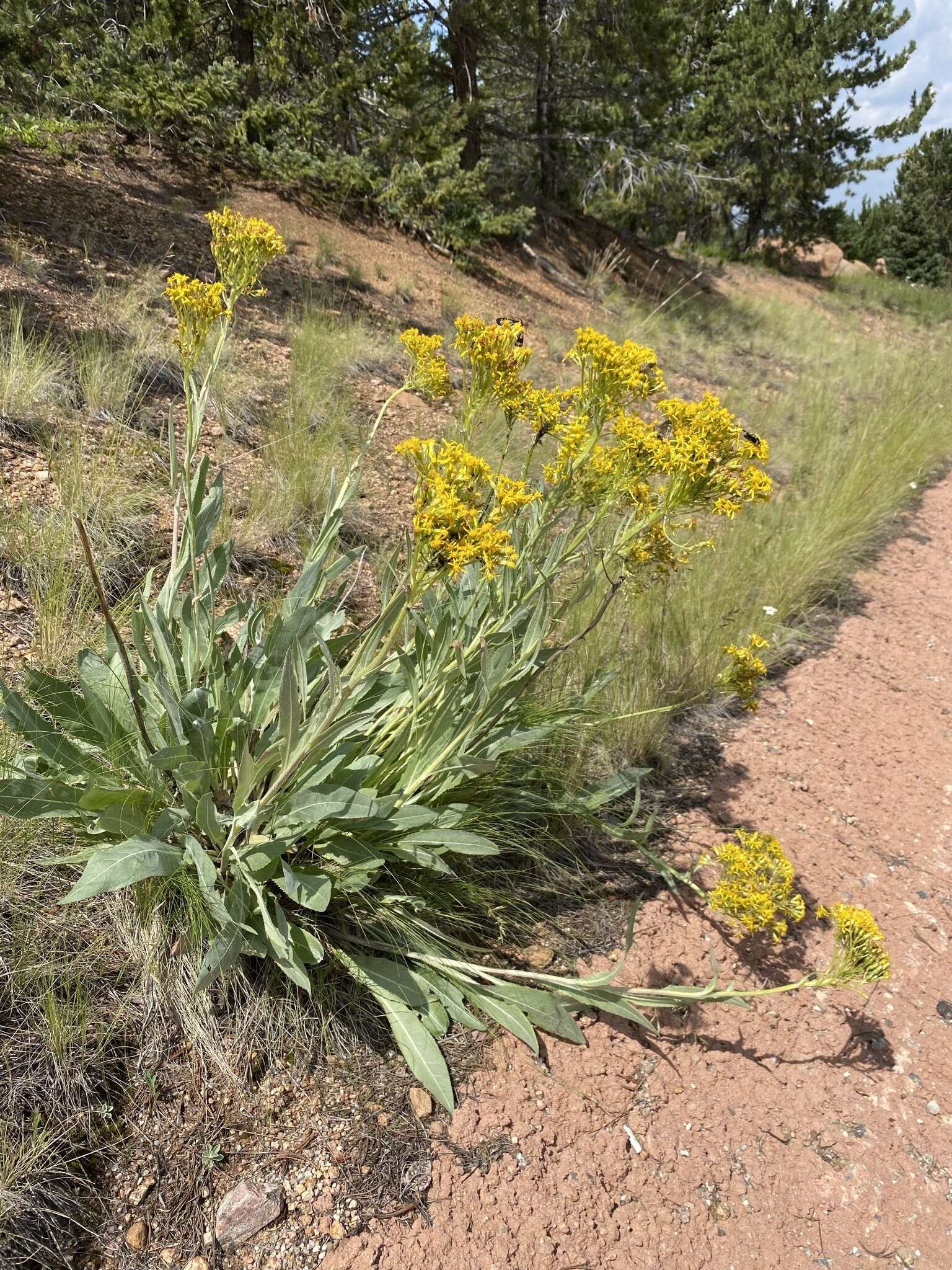 Imagem de Senecio atratus Greene