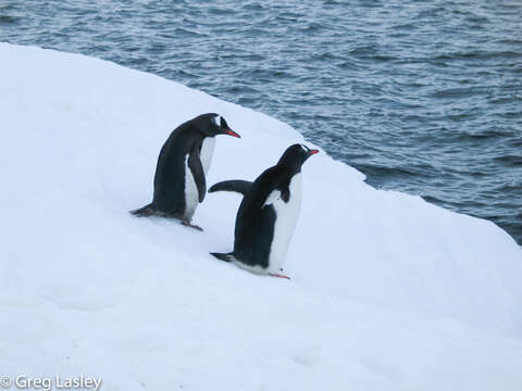 Image of Gentoo Penguin