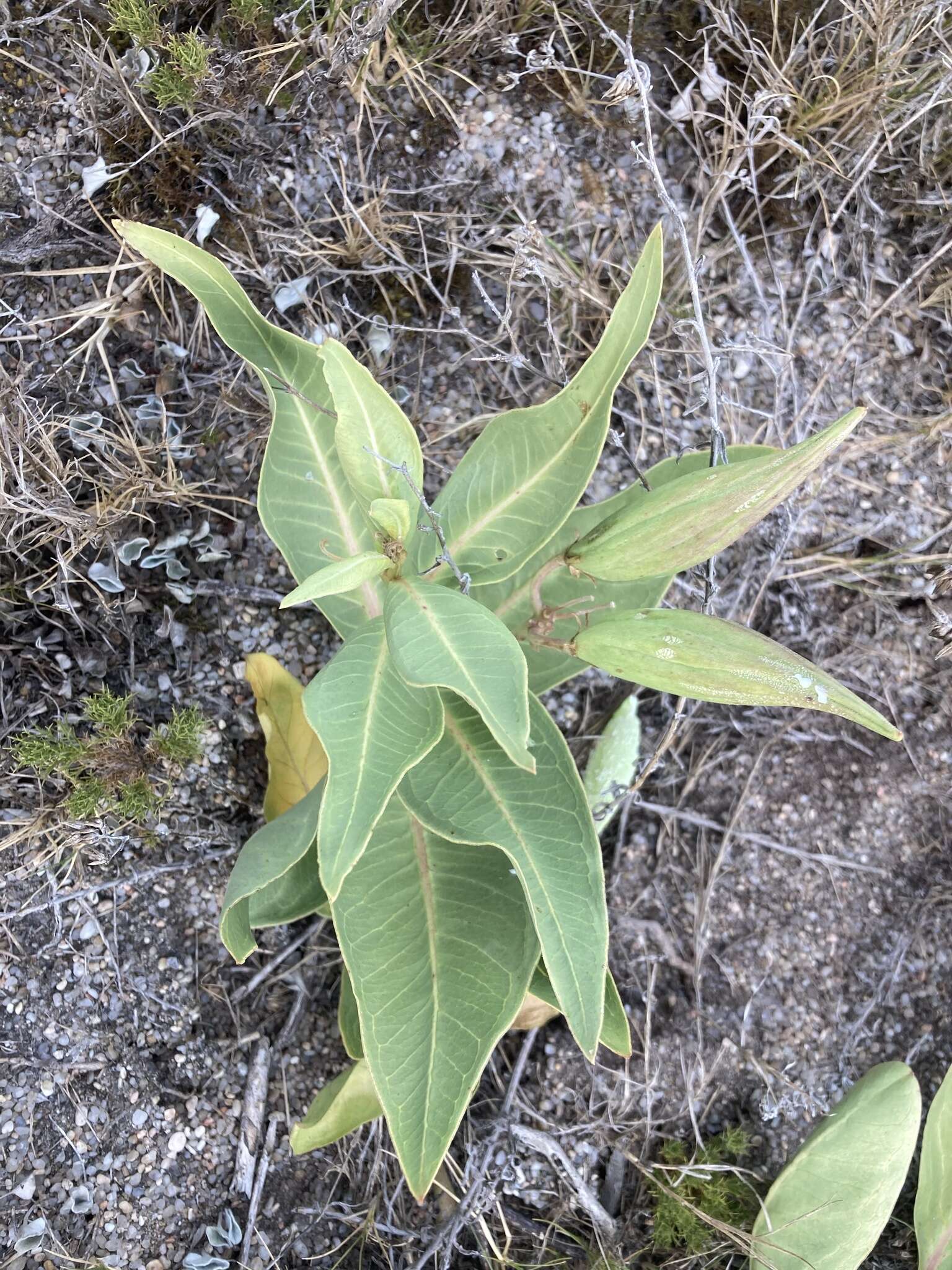 Asclepias aequicornu Fourn.的圖片