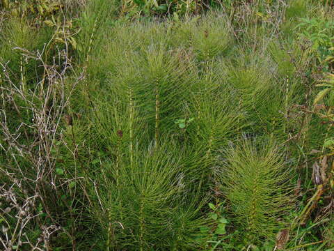 Image of Great Horsetail