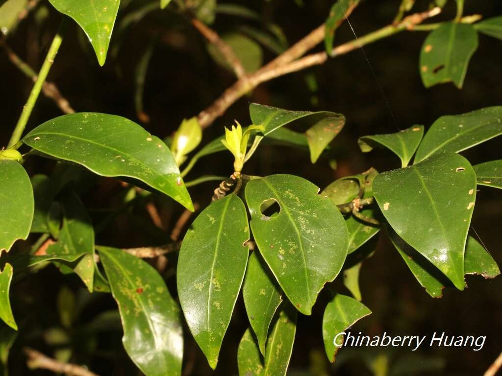 Слика од Illicium anisatum L.