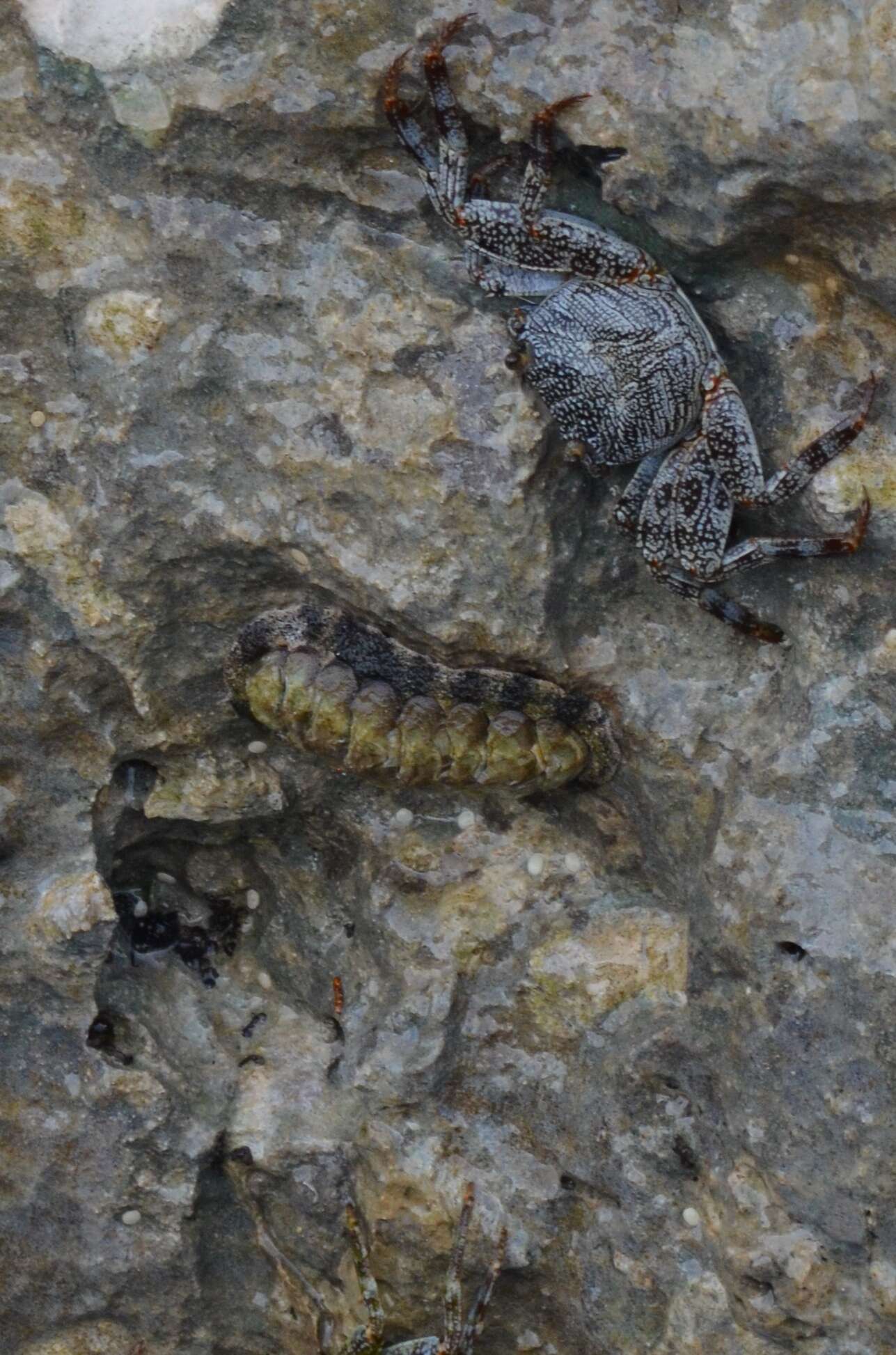 Image of marbled chiton