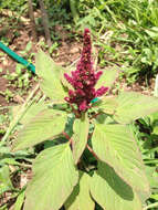 Plancia ëd Amaranthus hypochondriacus L.