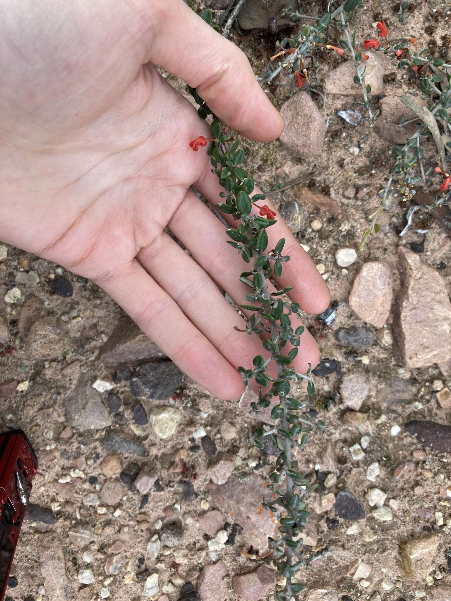 Image of Grevillea crassifolia Domin