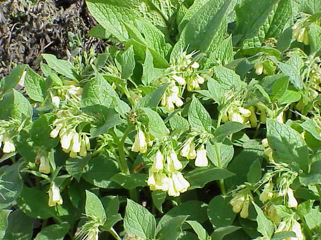 Plancia ëd Symphytum tuberosum L.