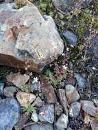 Imagem de Micranthes bryophora (A. Gray) Brouillet & Gornall