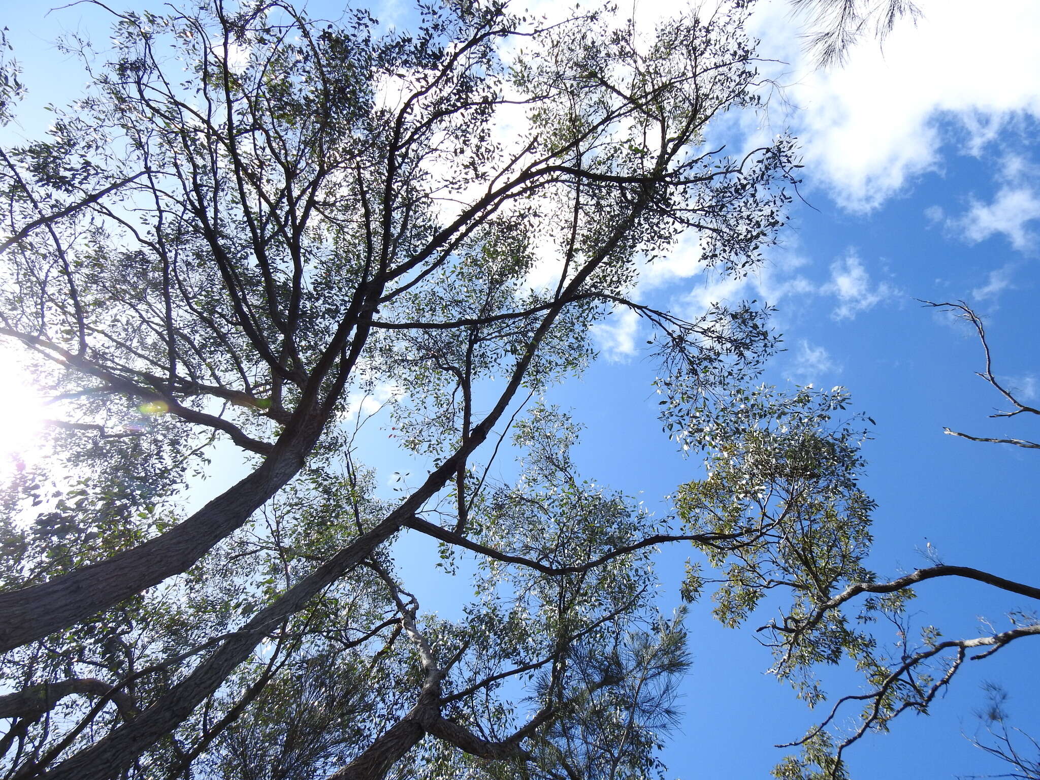 Image of Eucalyptus tindaliae Blakely