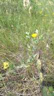 Image of hairy false goldenaster