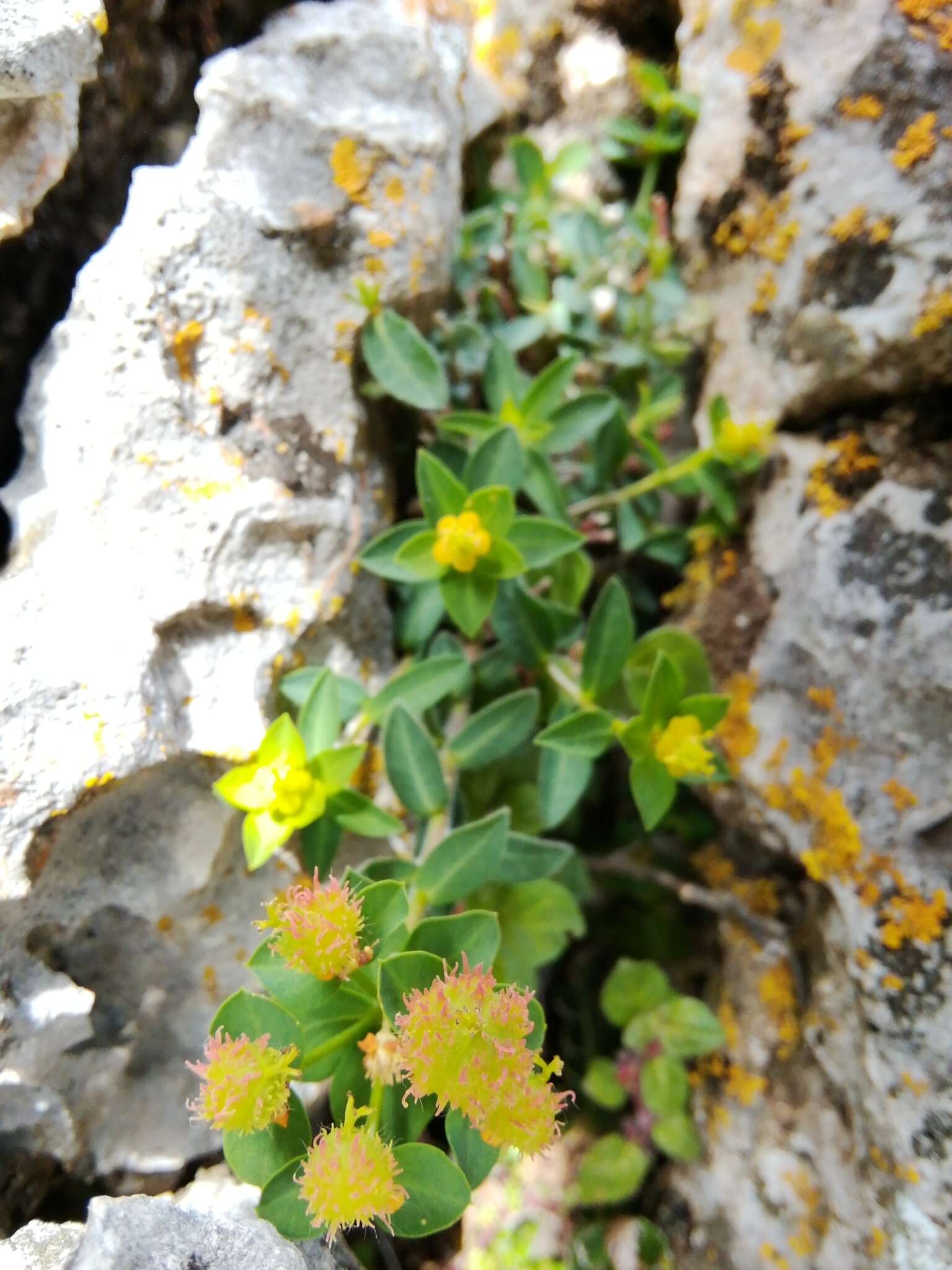 Sivun Euphorbia fragifera Jan kuva