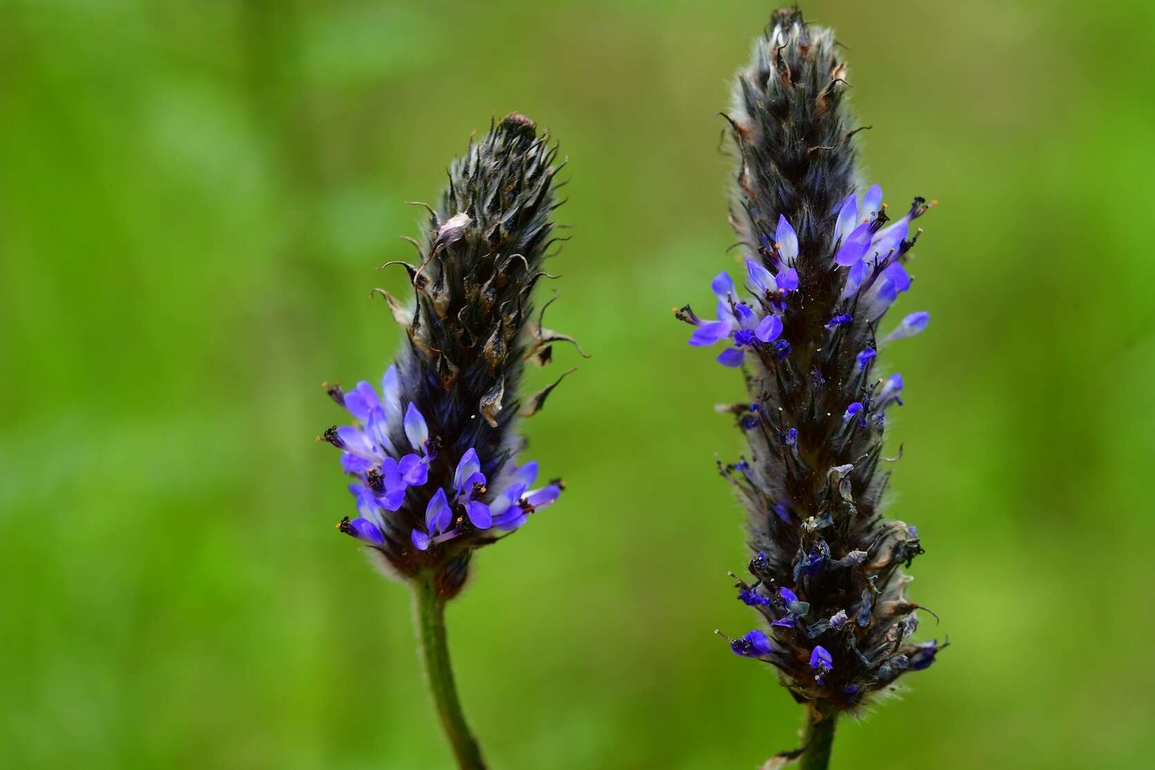 Imagem de Dalea leporina (Aiton) Bullock