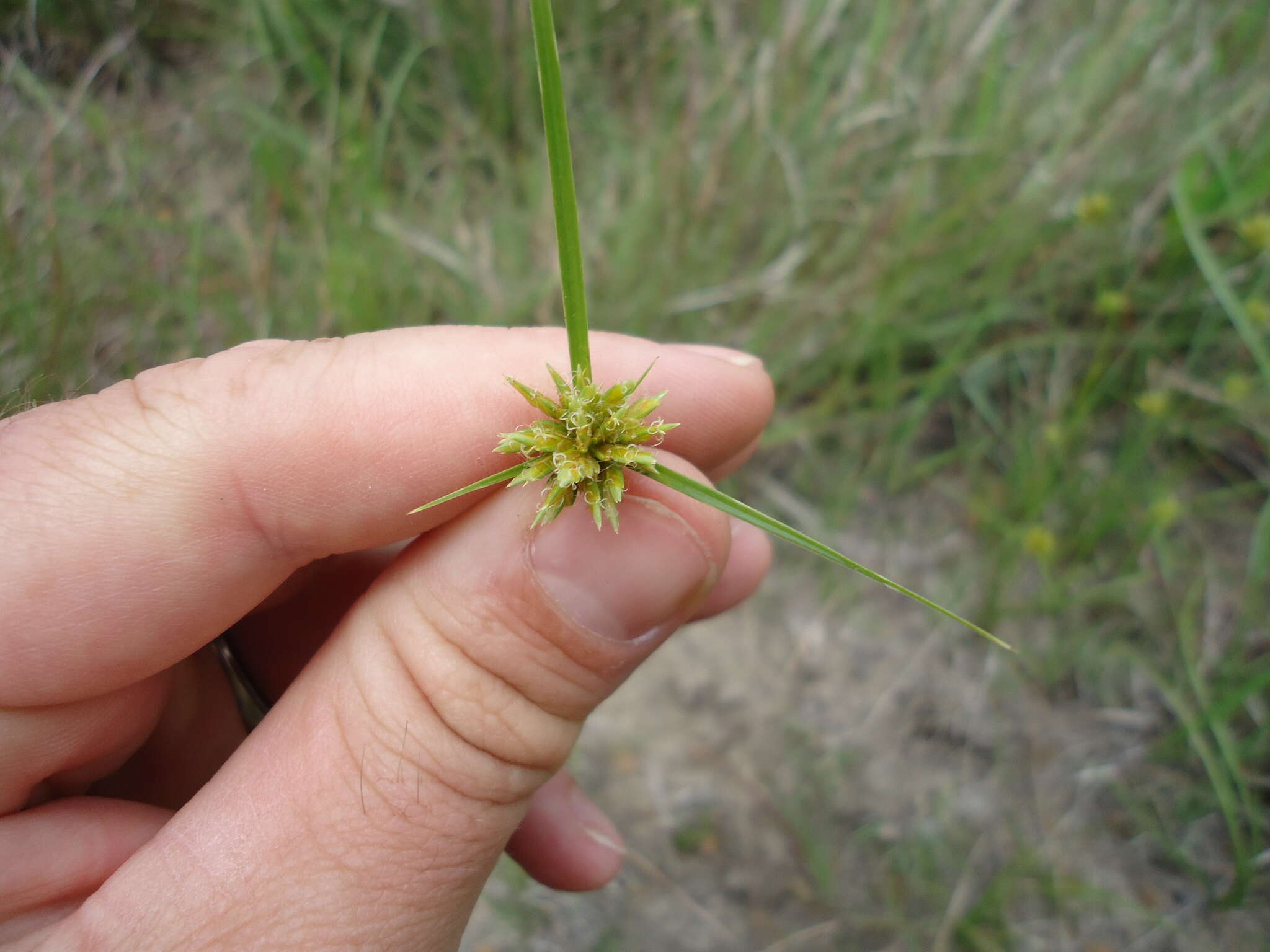 Image of Great Plains flatsedge