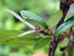 Слика од Coprosma propinqua var. martini W. R. B. Oliv.