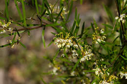 Image of Grevillea viridiflava R. O. Makinson