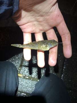 Image of Padded sculpin