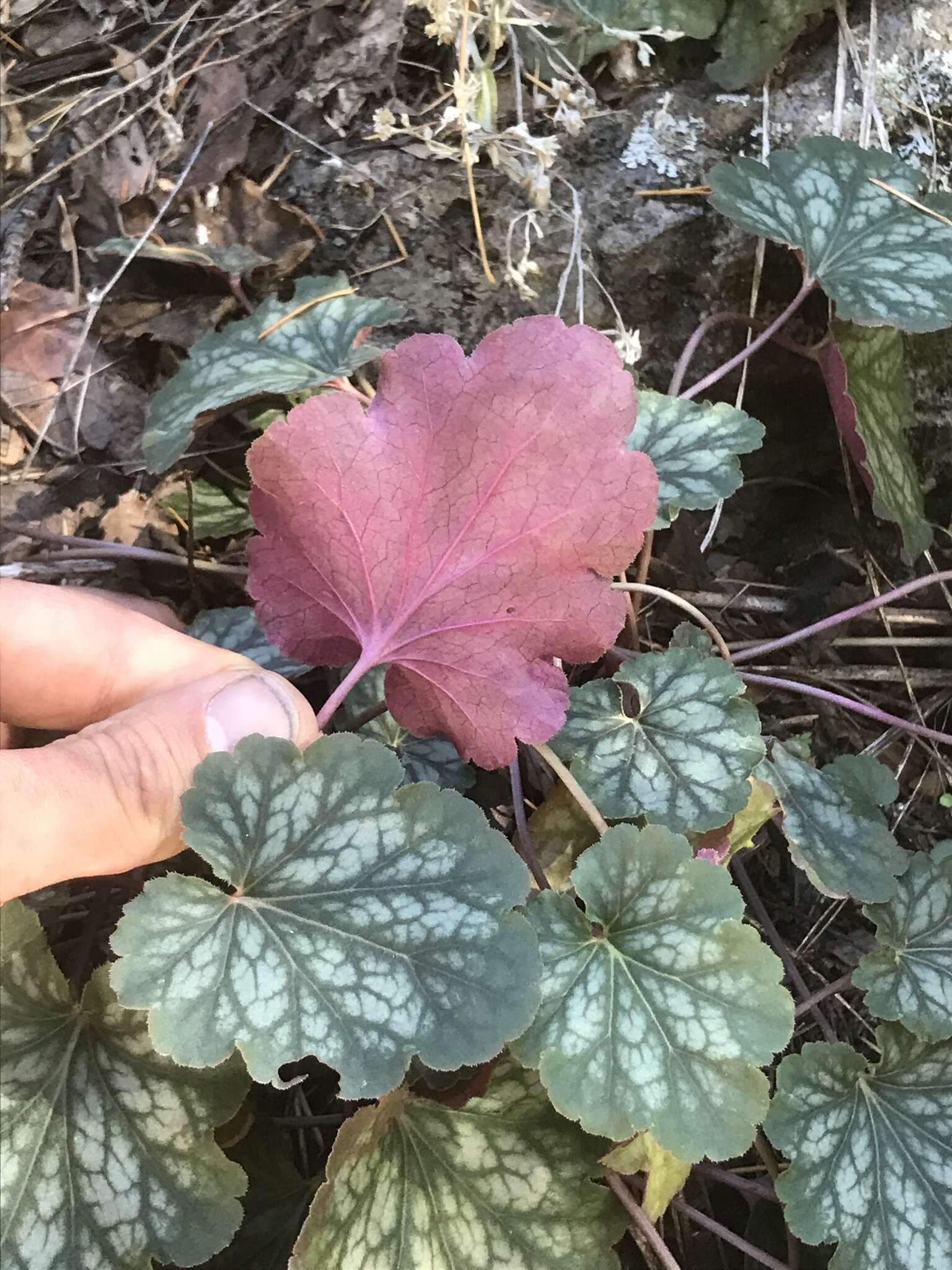 Image de Heuchera glomerulata C. O. Rosend. Butters & Lakela