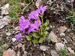 Image of Primula daonensis (Leybold) Leybold